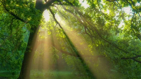 Morning sun rays emerging though the green oak tree branches. Green forest with Stock Footage 138799481