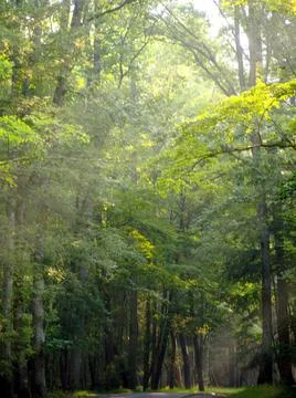 Morning sun rays falling in the thick forest Foto stock