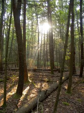 Morning sun rays falling in the thick forest 스톡 사진