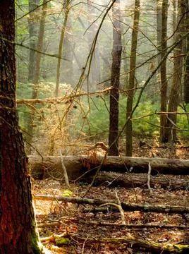 Morning sun rays falling in the thick forest 스톡 사진