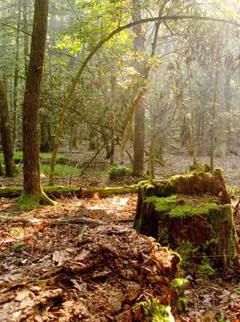 Morning sun rays falling in the thick forest Stock Photos