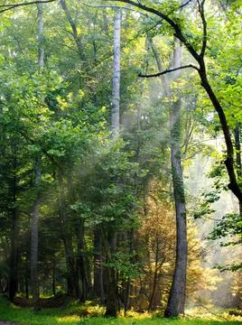 Morning sun rays falling in the thick forest Foto stock