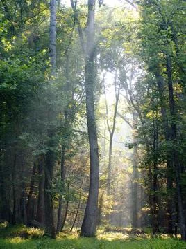 Morning sun rays falling in the thick forest Foto stock