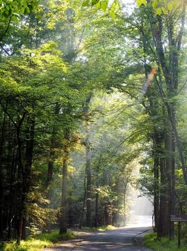 Morning sun rays falling in the thick forest Stock Photos
