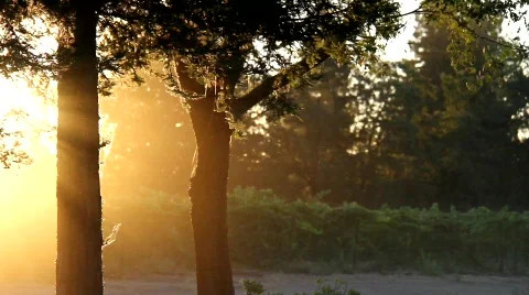 Morning Sun Rays Stock Footage 860366