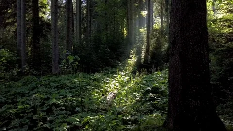 Morning sun rays into the forest Stock Footage 77061399