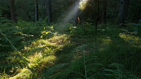Morning sun rays in the forest. Late summer autumn sunrise in woodland Stock Footage 162303121