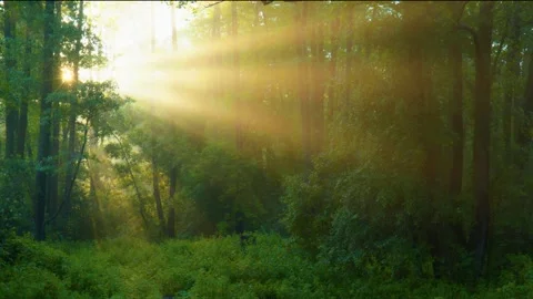 Morning sun rays make their way through trees in a wet rain forest. Green summer Stock Footage 146840045