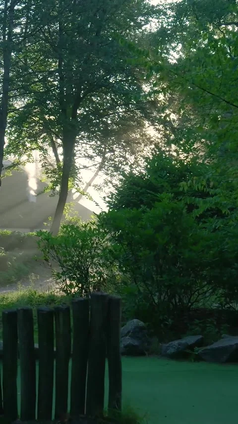 Morning sun rays shining through foggy forest trees Видео 327108683