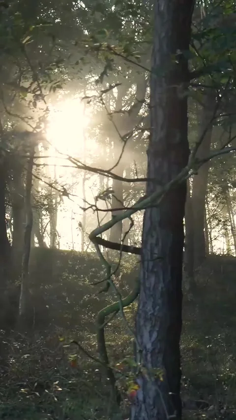 Morning sun rays shining through a misty forest Video stock 327111668