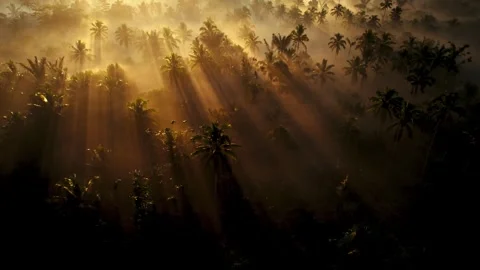 Morning Sun Rays Shining Through Mist Over a Tropical Jungle Stock Footage 341213027