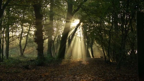 Morning Sun Rays through Forest Woodland Trees at Sunrise Stock Footage 110044024