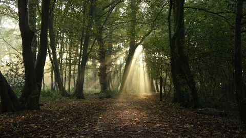 Morning Sun Rays through Forest Woodland Trees at Sunrise Stock Footage 110044034