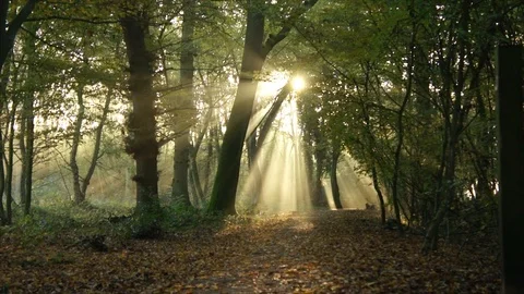 Morning Sun Rays through Forest Woodland Trees at Sunrise Stock Footage 110044079