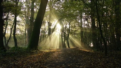 Morning Sun Rays through Forest Woodland Trees at Sunrise Stock Footage 110044120