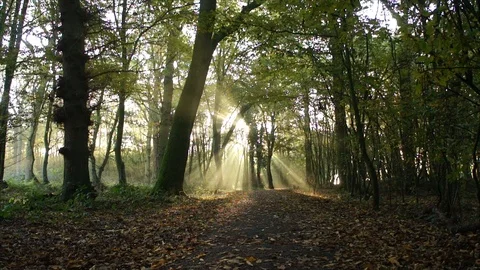Morning Sun Rays through Forest Woodland Trees at Sunrise Stock Footage 110044296