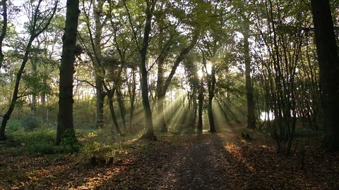Morning Sun Rays through Forest Woodland Trees at Sunrise Stock Footage 110045035