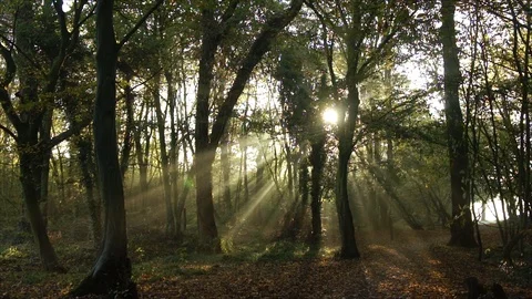 Morning Sun Rays through Forest Woodland Trees at Sunrise Stock Footage 110045065
