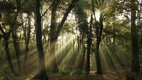 Morning Sun Rays through Forest Woodland Trees at Sunrise Stock Footage 110045066