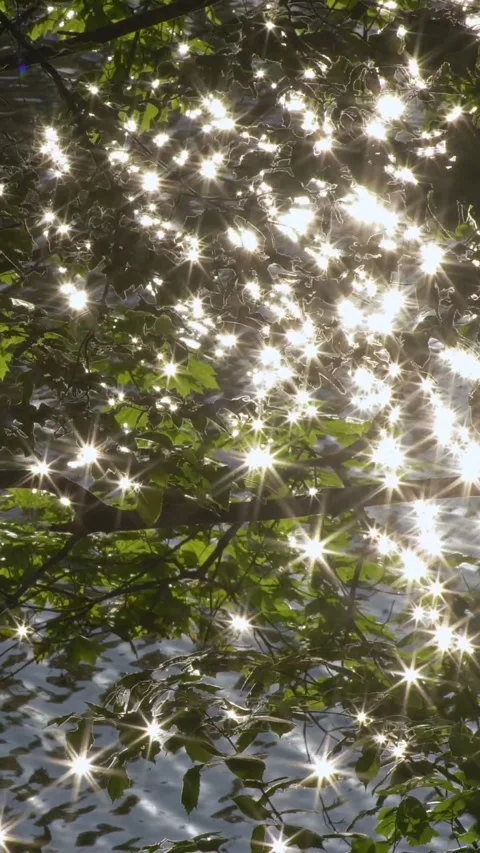 Morning sun is reflected in the river through green leaves of the trees Stock Footage 275513351