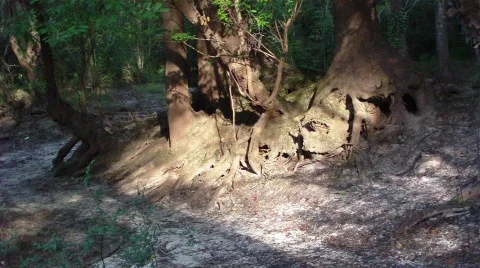 Morning Sun on Riverside Trees Stock Footage 486853
