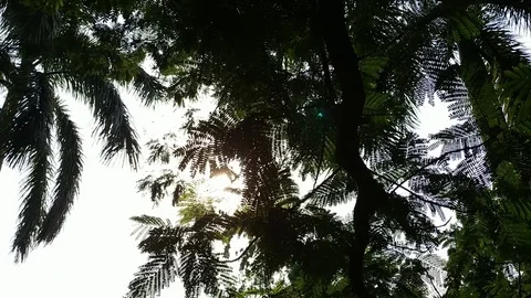 Morning Sun shine through Tree leaves . Stock Footage 108748710