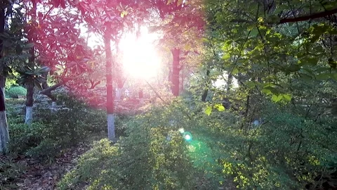 The morning sun shone through the trees Stock Footage 221210448