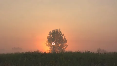 Morning sun through the tree Stock Footage 150407434