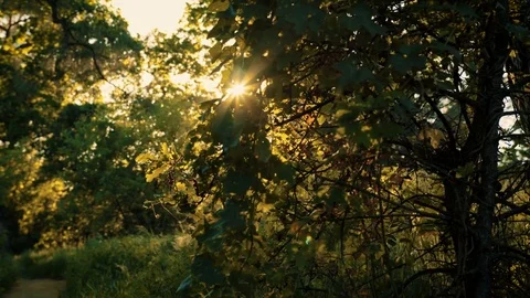 Morning Sun Through the Trees Stockbeeldmateriaal 73748655