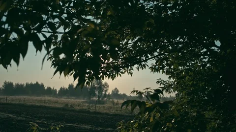 Morning sun through trees Stock Footage 90591520