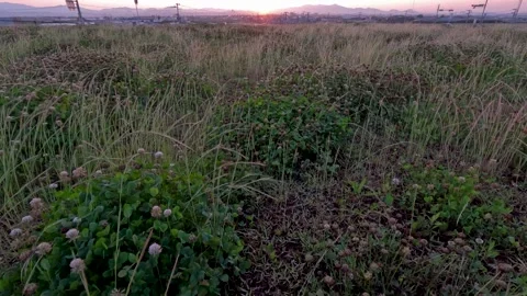 The morning sun from the white clover Stock Footage 250062455