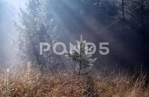 Morning sunbeams in foggy forest Stock Photos