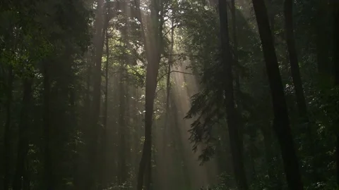 Morning sunbeams streaming through forest after overnight rain Stock Footage 326896809