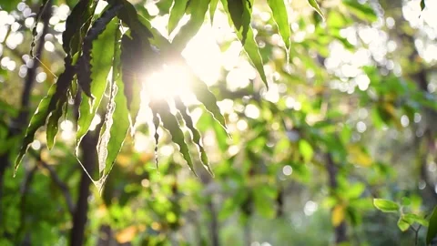 Morning Sunlight beam flicker through leaves & trees of rainforest. nature backg Stock Footage
