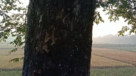 Morning sunlight between tree branches Stock-Footage 241476245