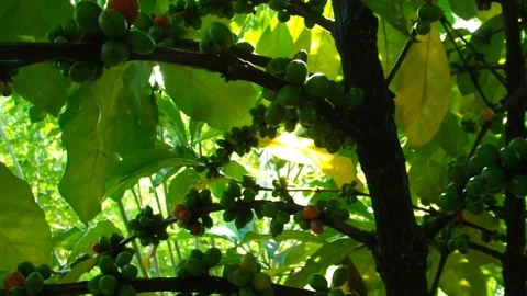 Morning Sunlight in the Coffee Tree Gap. Video stock 174806496