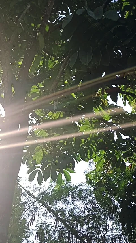 Morning sunlight Stock Footage 310559553