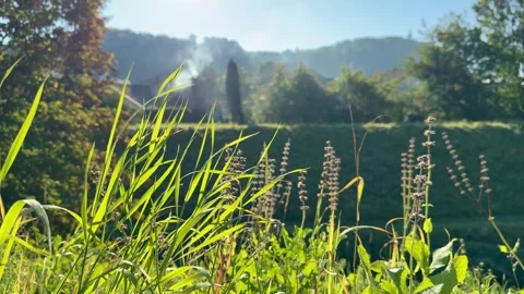 Morning Sunlight 動画素材 318848550