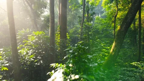 Morning Sunlight in the Forest Stock Footage 269902855