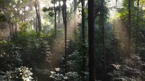 Morning Sunlight in the Forest Stock Footage 269904670