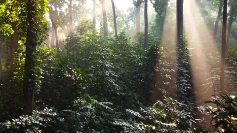 Morning Sunlight in the Forest Stock Footage 269904752