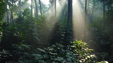 Morning Sunlight in the Forest Stock Footage 269906288