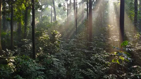 Morning Sunlight in the Forest Stock Footage 269906408