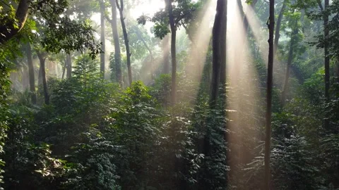 Morning Sunlight in the Forest Stock Footage 269906478