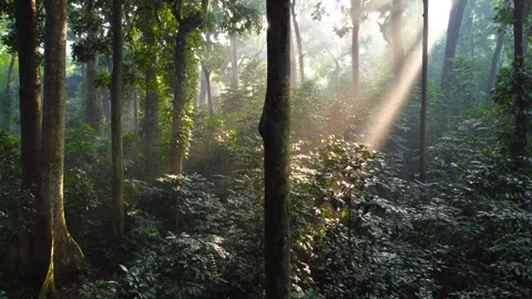 Morning Sunlight in the Forest Stock Footage 269907757
