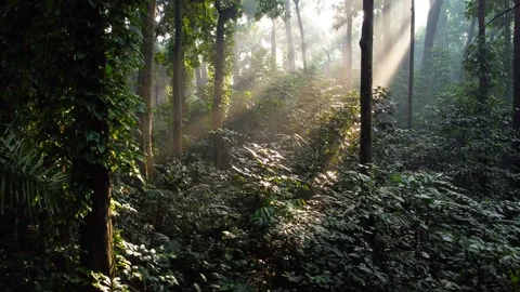 Morning Sunlight in the Forest Stock Footage 269907907