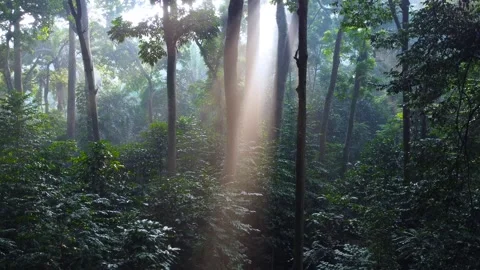 Morning Sunlight in the Forest 스톡 동영상 269908096