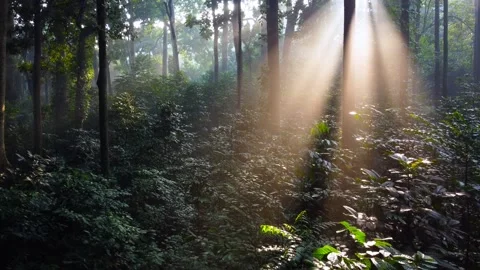 Morning Sunlight in the Forest Stock Footage 269908951