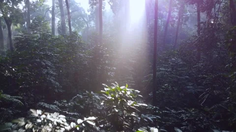 Morning Sunlight in the Forest Stock Footage 269909185