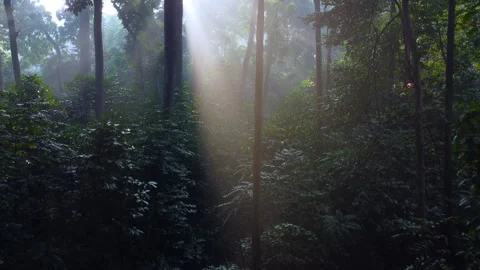 Morning Sunlight in the Forest Stock Footage 269909338